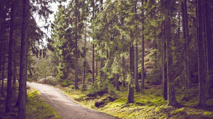 Chemin dans la forêt