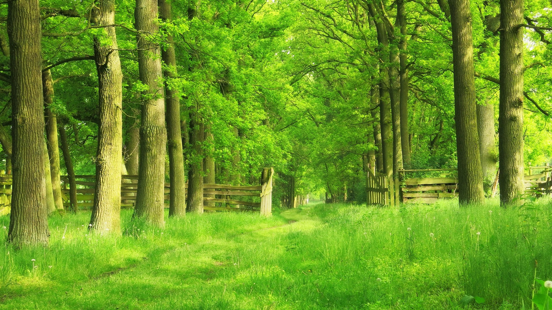 Chemin dans les bois.jpg