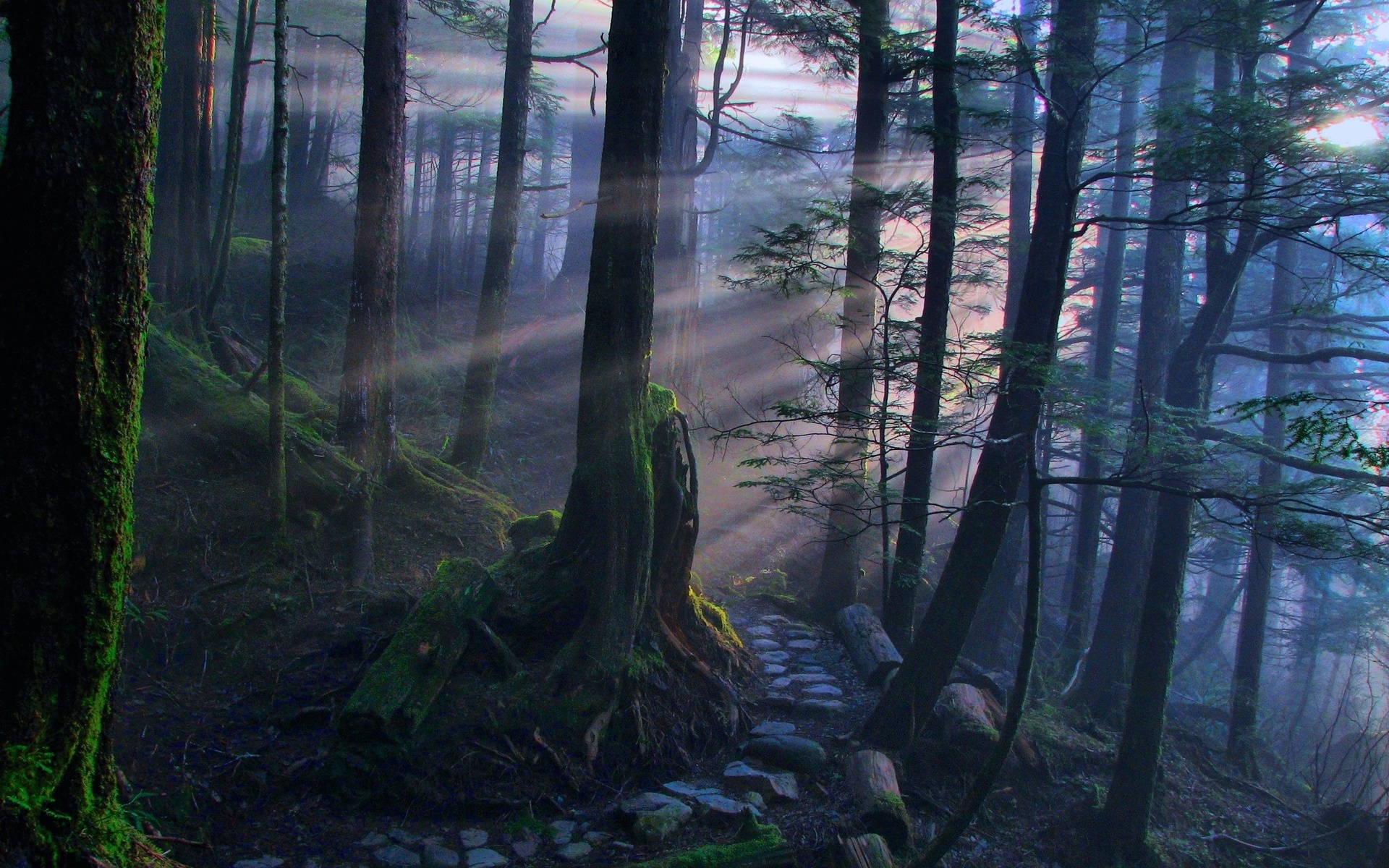 Rayons de lumière dans la forêt