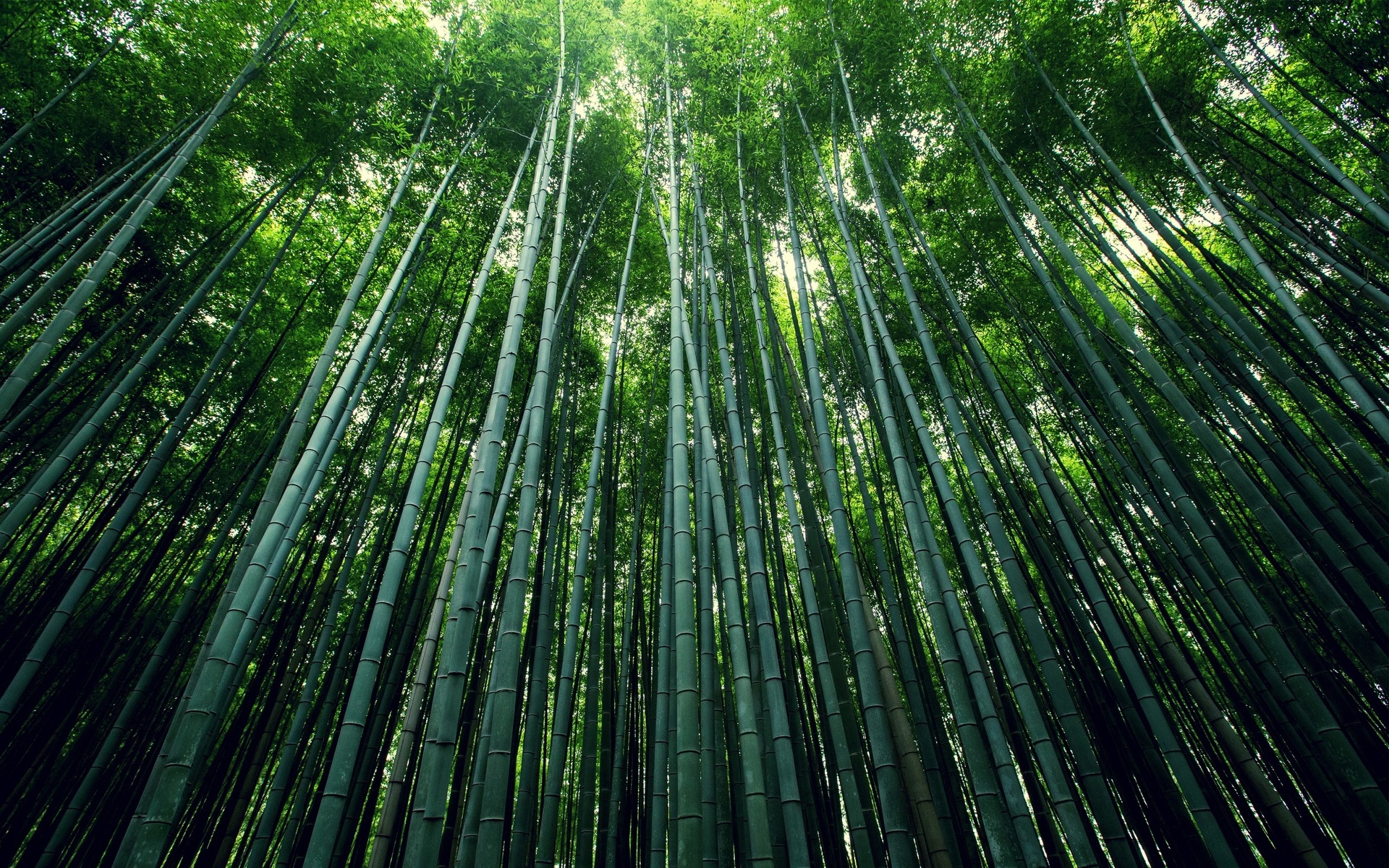 Forêt de Bambous.jpg