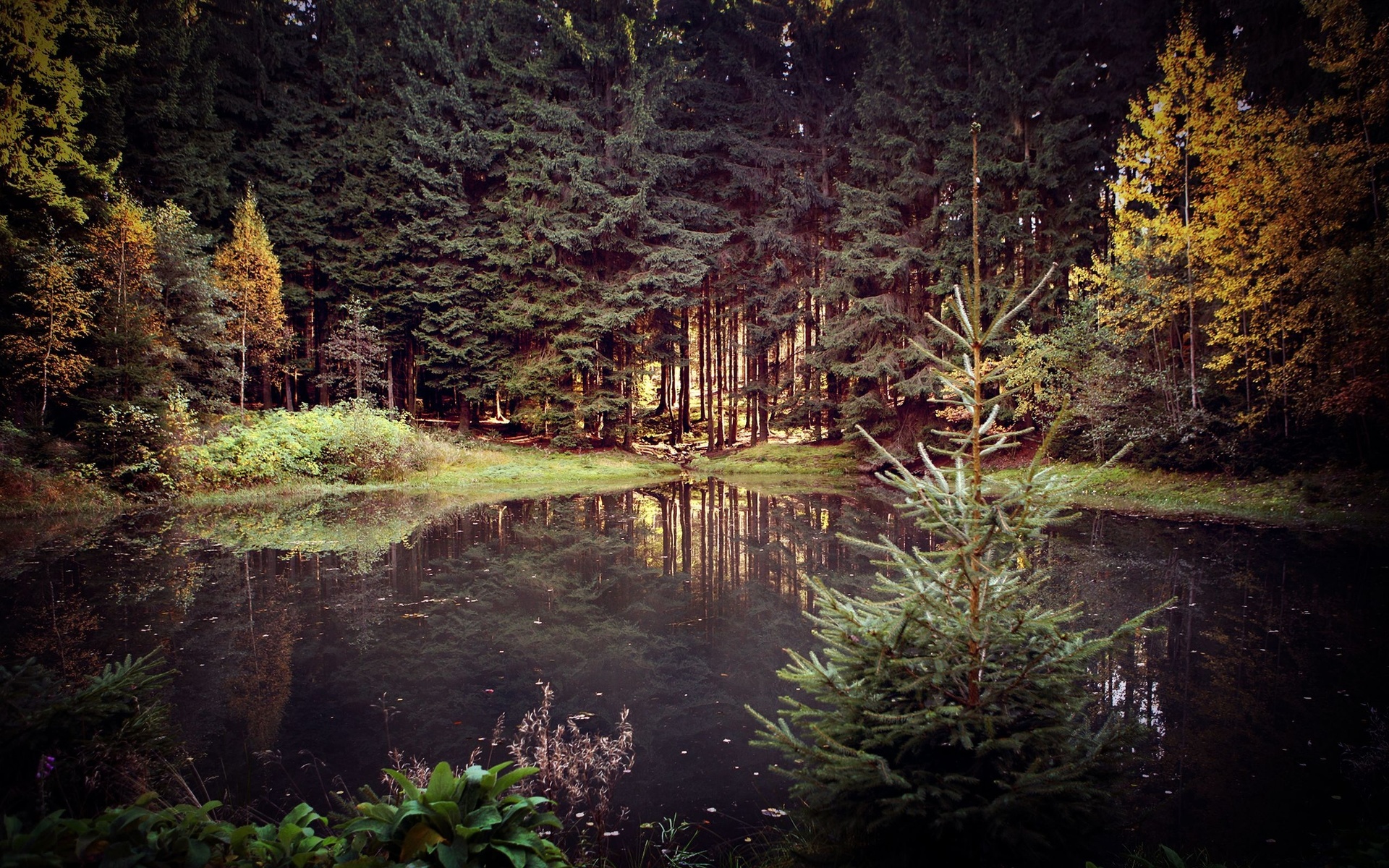 Nature Forêt sapins lac.jpg