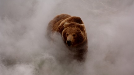 Grizzly in the mist
