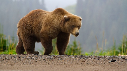 Brown bear - photo