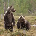 Deux ours bruns