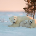 Famille ours polaire