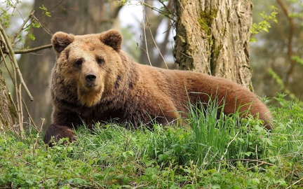 Brown bear in nature