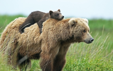 Brown bear and her cub