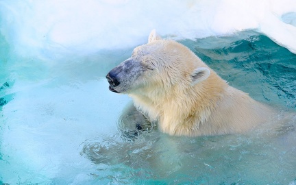Polar bear (2)