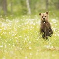Ourson - petit ours brun - photographie