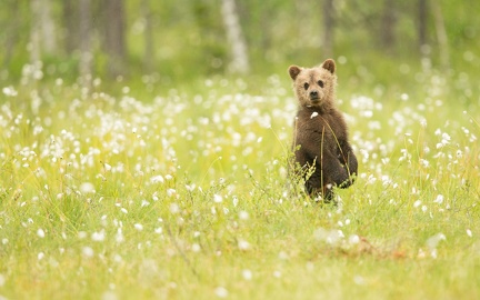 Ourson - petit ours brun - photographie