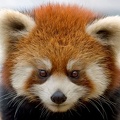 Panda roux - fond écran