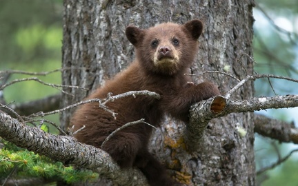 Petit ours brun dans un arbre - photographie