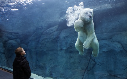 Aquarium - ours blanc