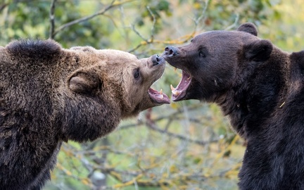 Brown bear fight