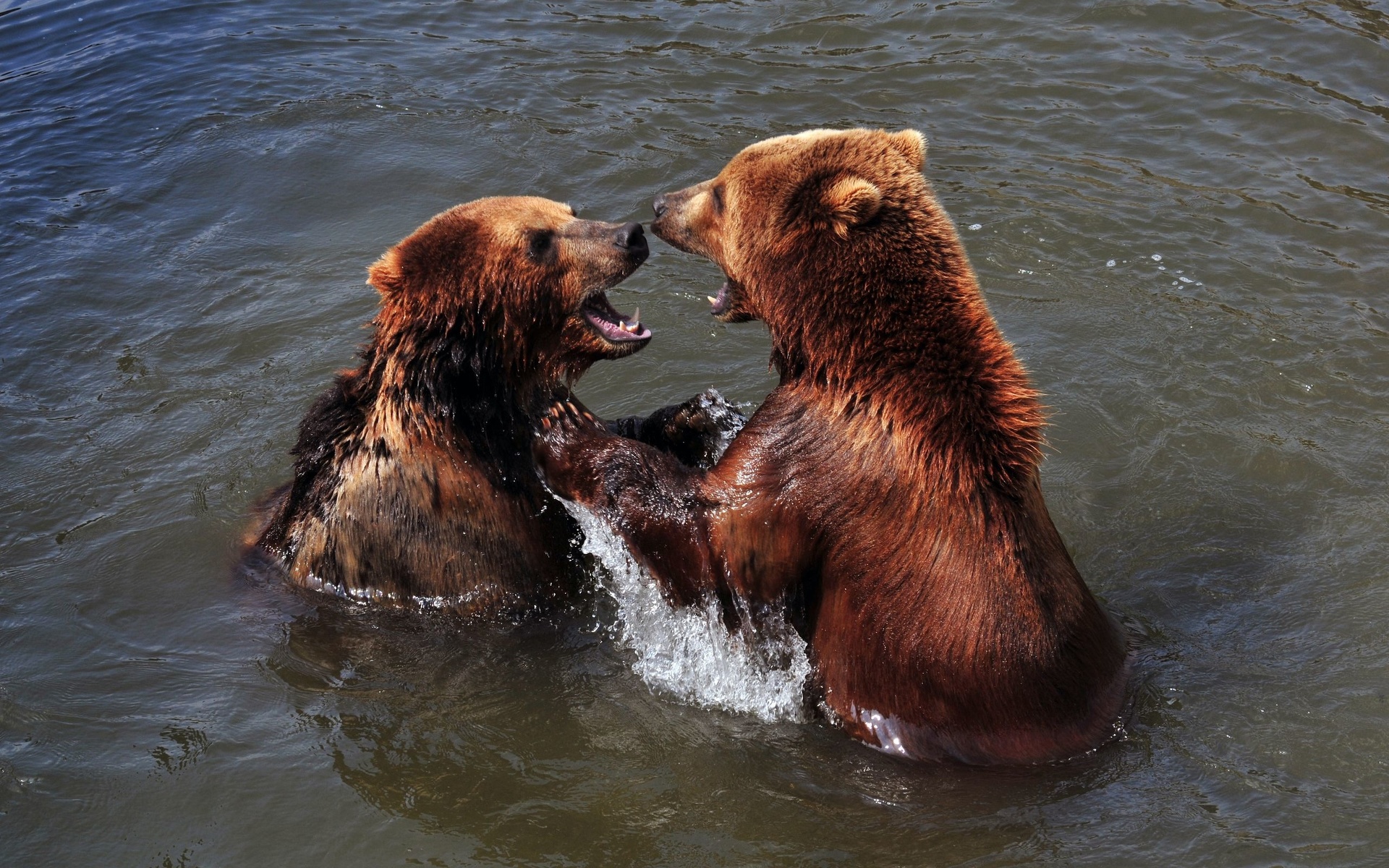 Deux ours bruns dans l'eau.jpg