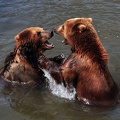 Deux ours bruns dans l'eau