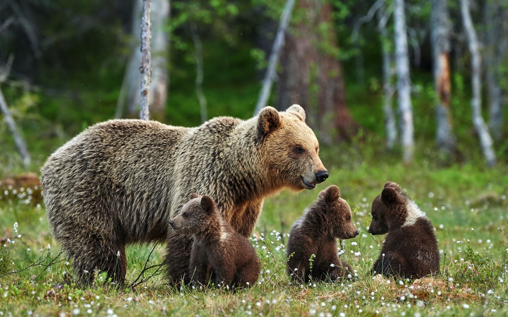 Famille ours - fond d'écran (2).jpg