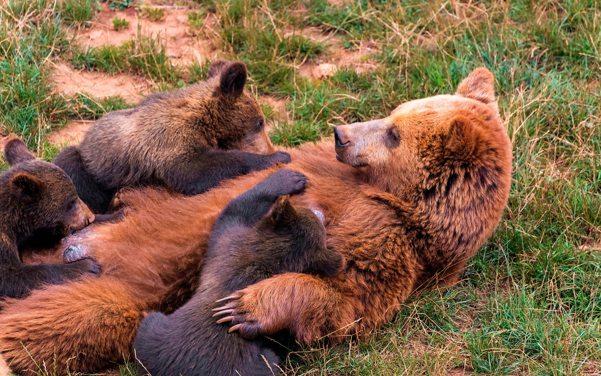 Famille ours - fond d'écran (3).jpg