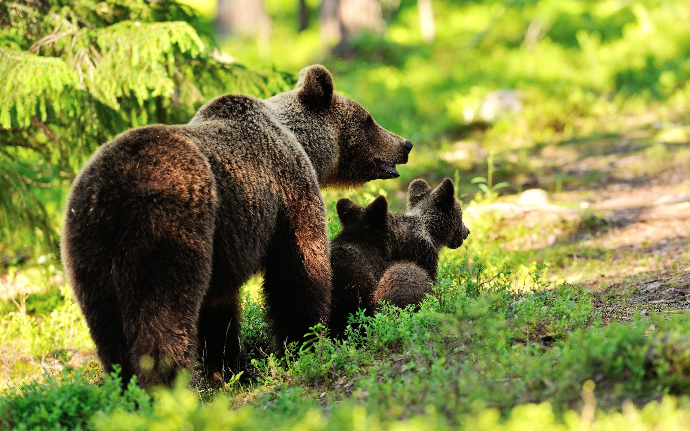 Famille ours - fond d'écran (4)