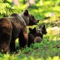 Famille ours - fond d'écran (4)