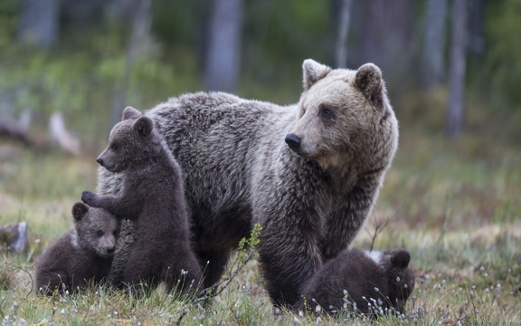 Famille ours - fond d'écran (5)