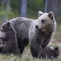 Famille ours - fond d'écran (5)