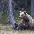 Famille ours bruns (2)