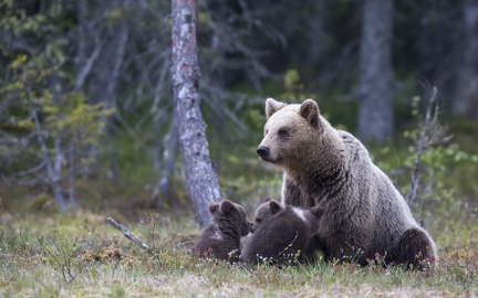 Brown bear family (2)