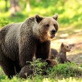 Famille ours bruns