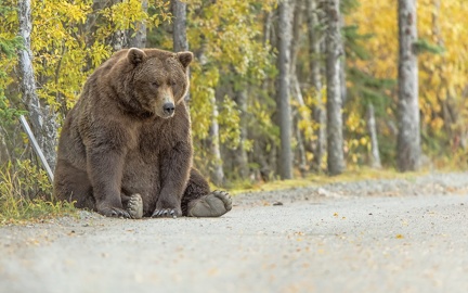 Grizzly on the road