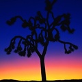 Dans le désert - coucher de soleil - HD
