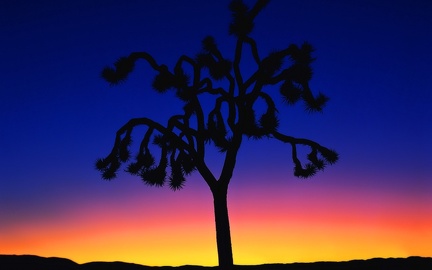 In the desert - sunset - HD