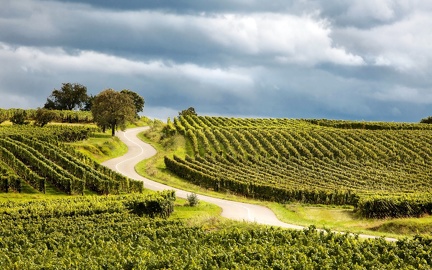 Path among the vineyards