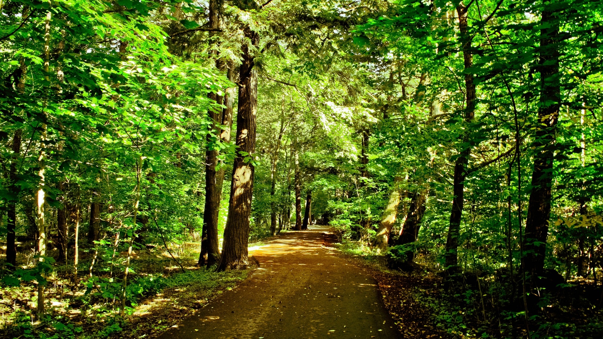 Chemin dans la forêt - wallpaper.jpg