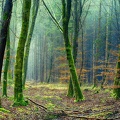 Forêt - Nature - photographie