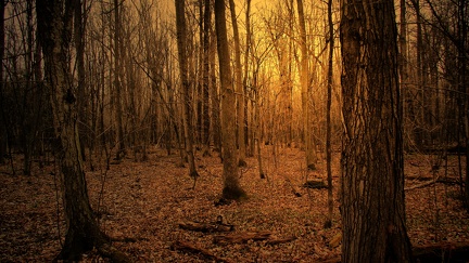 Forêt paysage - photographie