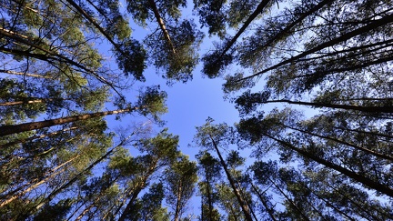 Forêt vue sur le ciel