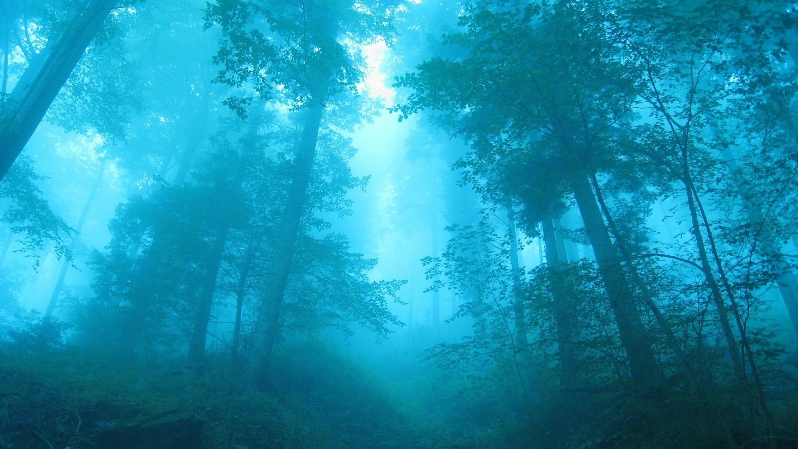 Lumière bleu dans la forêt