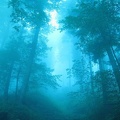 Lumière bleu dans la forêt