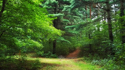 Petit chemin dans la forêt