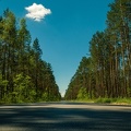 Route forêt - arbres