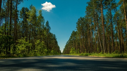 Route forêt - arbres