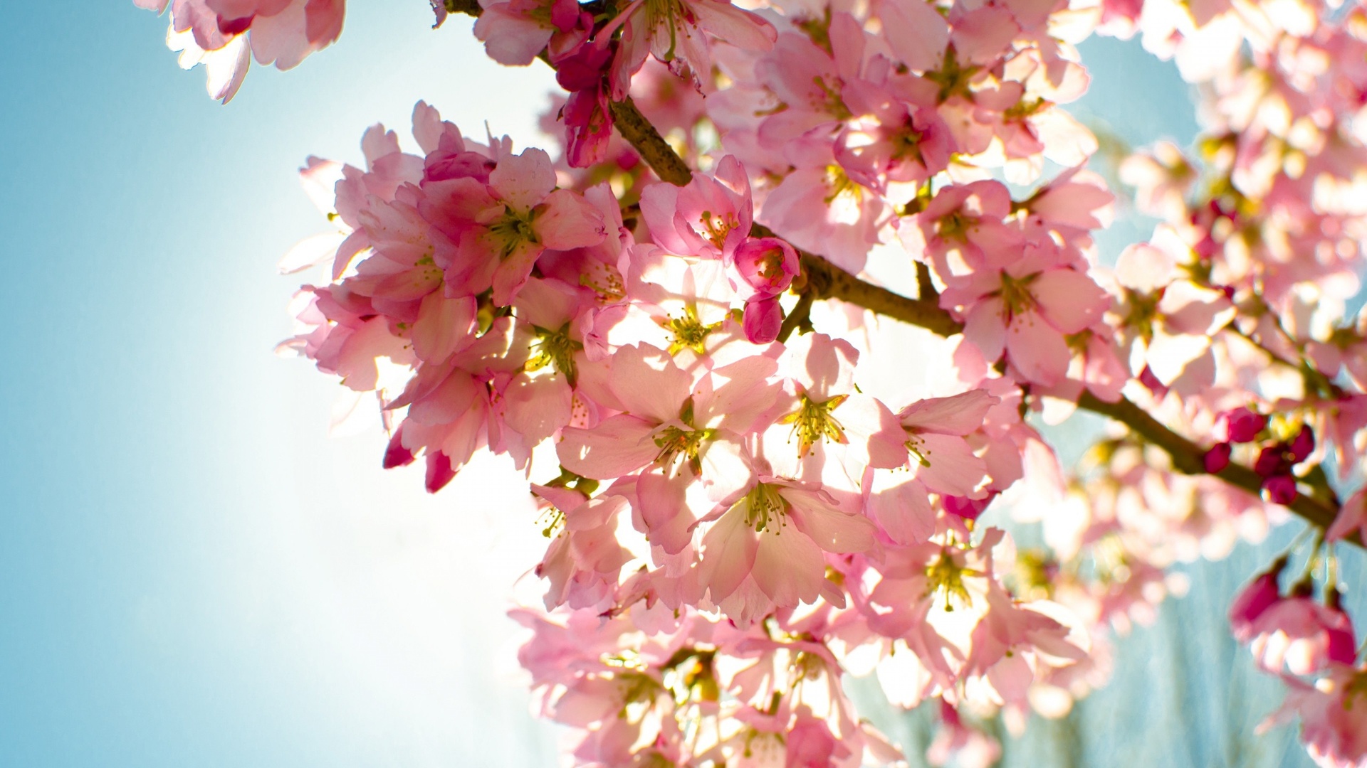 Fleurs de cerisiers (1).jpg