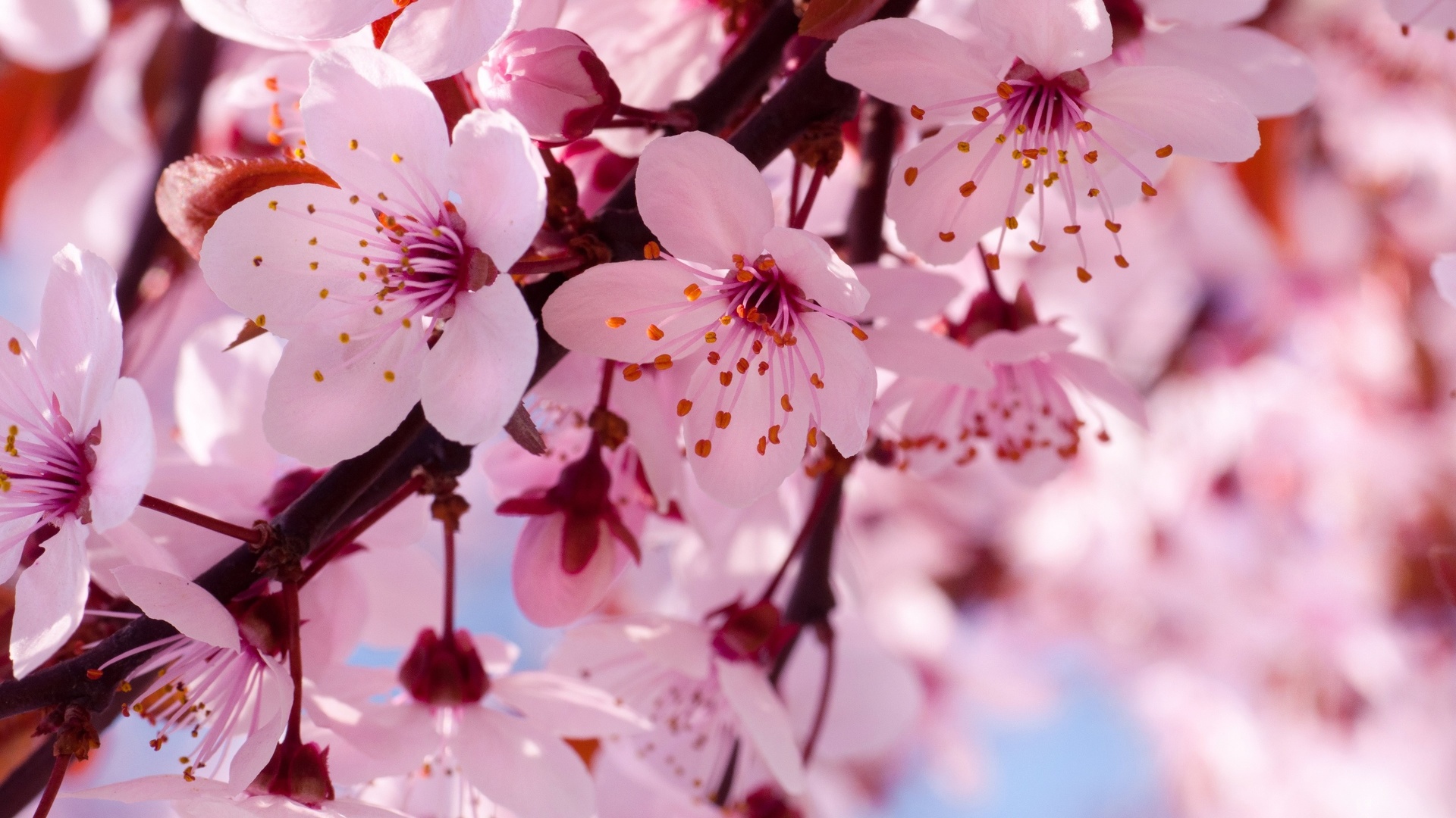 Fleurs de cerisiers.jpg