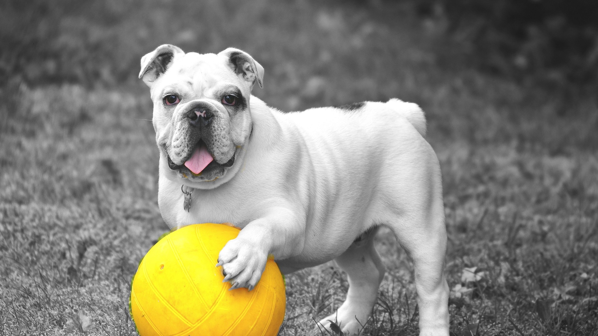 bulldog avec sa balle.jpg