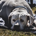 Labrador - fond d'écran chien