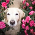 Labrador dans les fleurs