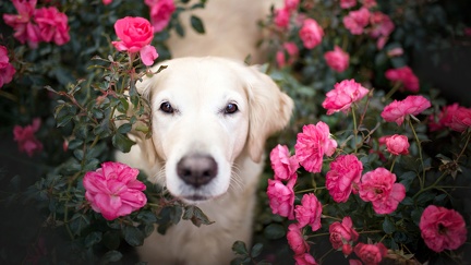 Labrador dans les fleurs