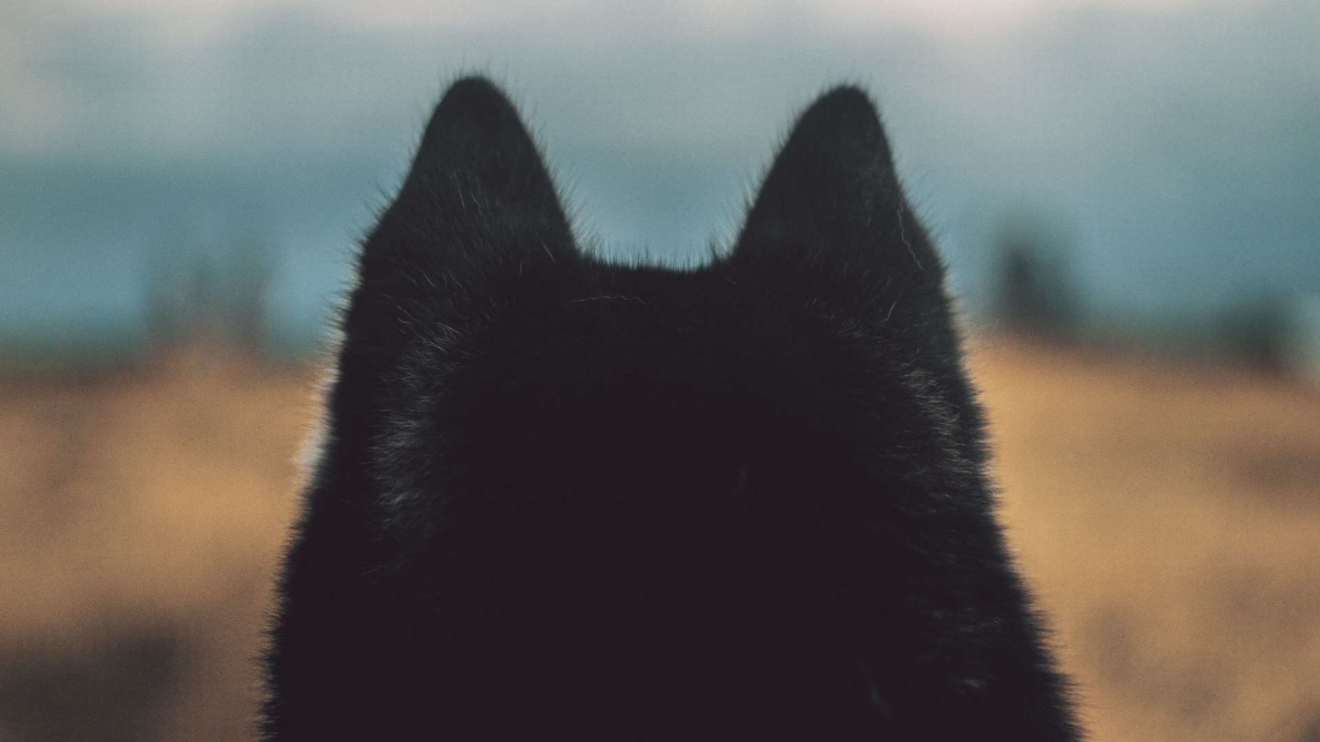 Photo oreilles de chien.jpg