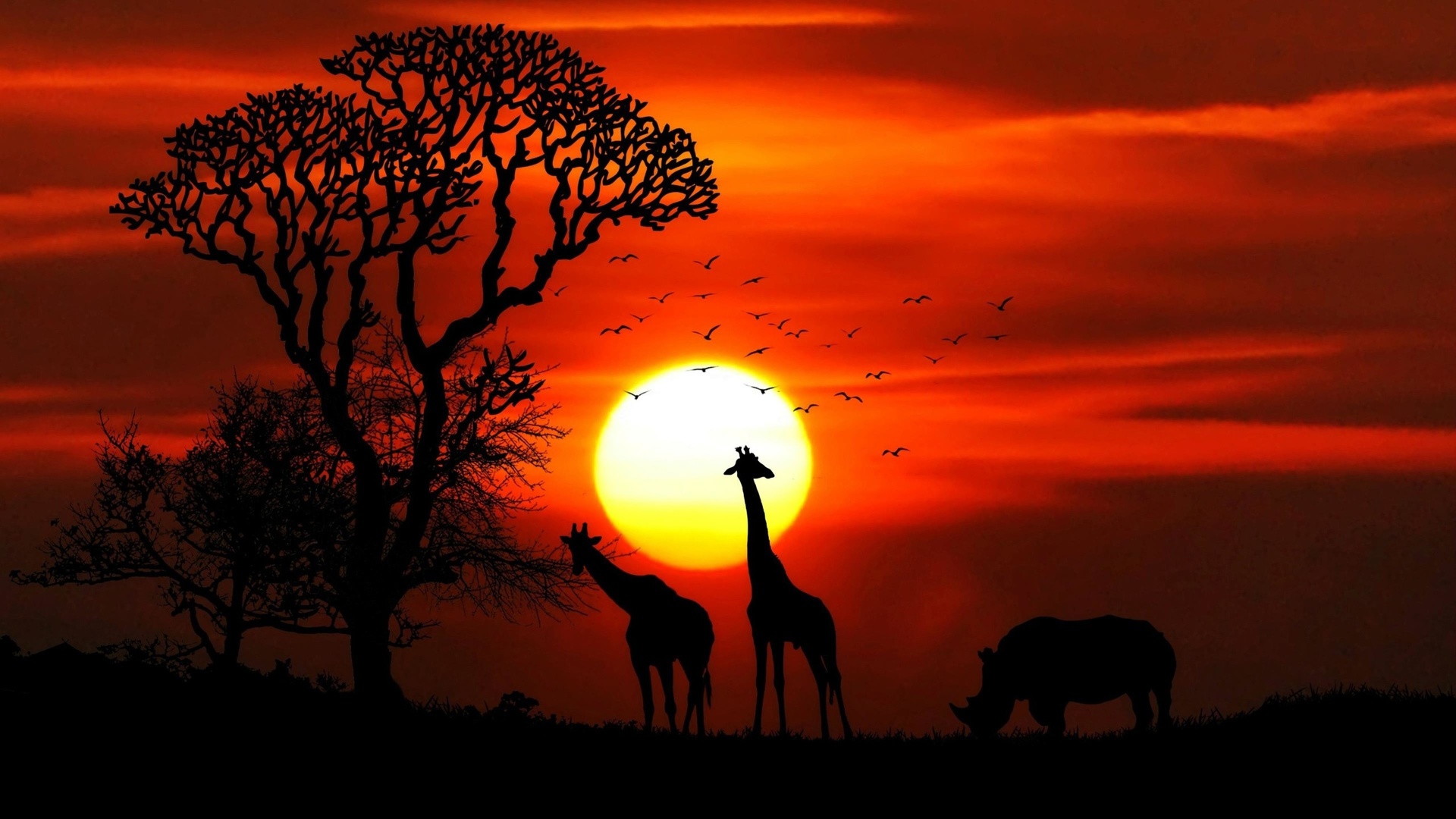 Afrique - Girafes - Rhinoceros.jpg